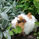Image for article titled Man who was shot in the stomach became the first human guinea pig